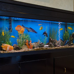 Freshwater aquarium with orange and black fish, green plants and rocks on a dark wood stand